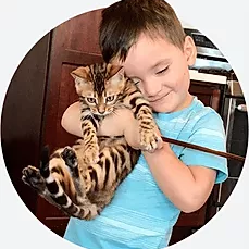 Bengal Playing with kid