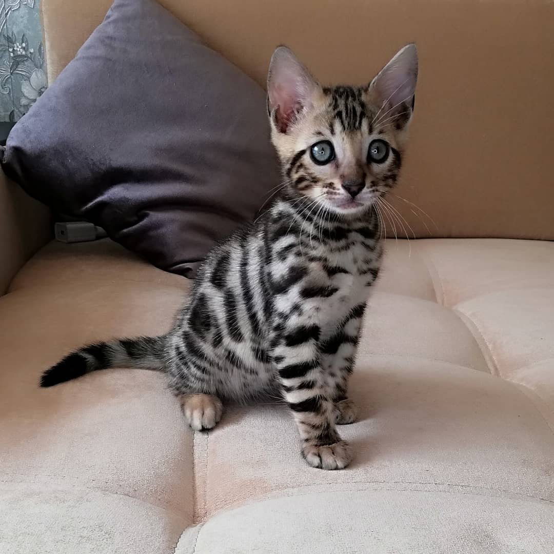 Bengal Adoption: Bengal Kittens for Sale and Adoption 
